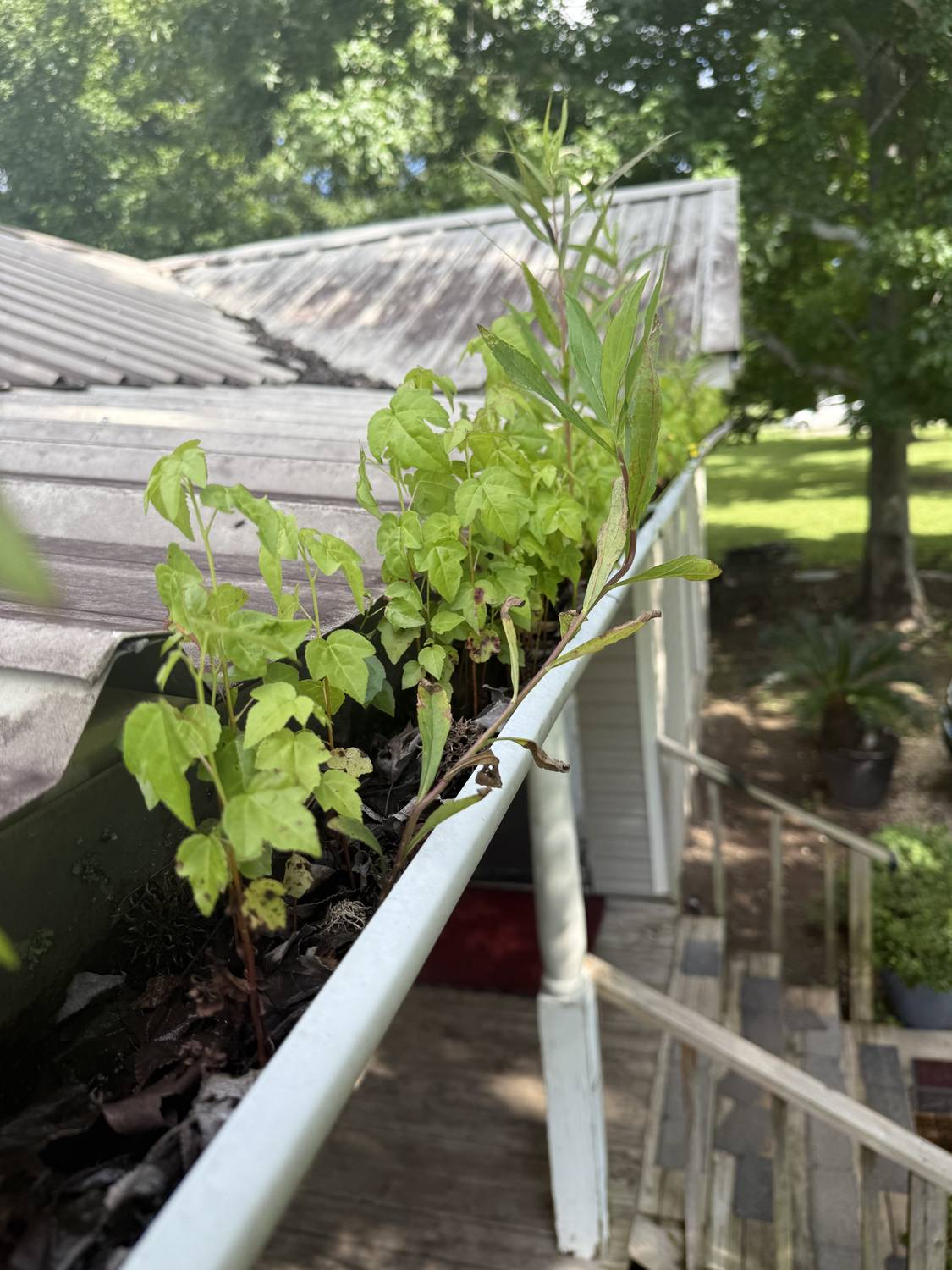 A small tree growing out of a clogged gutter on a Louisiana home